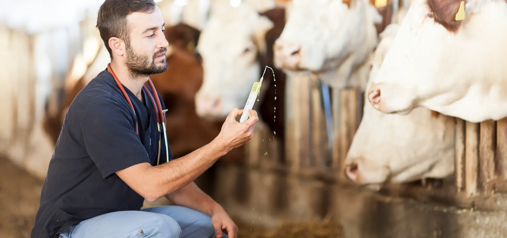 O que é o curso de veterinária de pecuária?